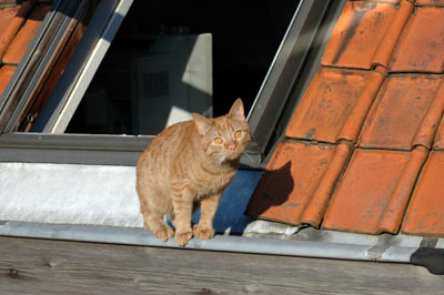 "A cute kitty seen from our window in Bruges."